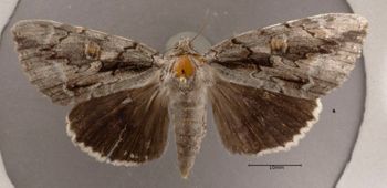 Media type: image;   Entomology 622403 Aspect: habitus dorsal view